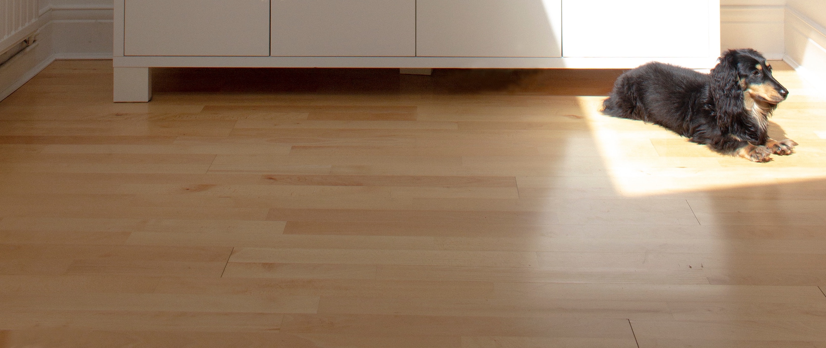 Best way to clean dog hair off hardwood floors best sale